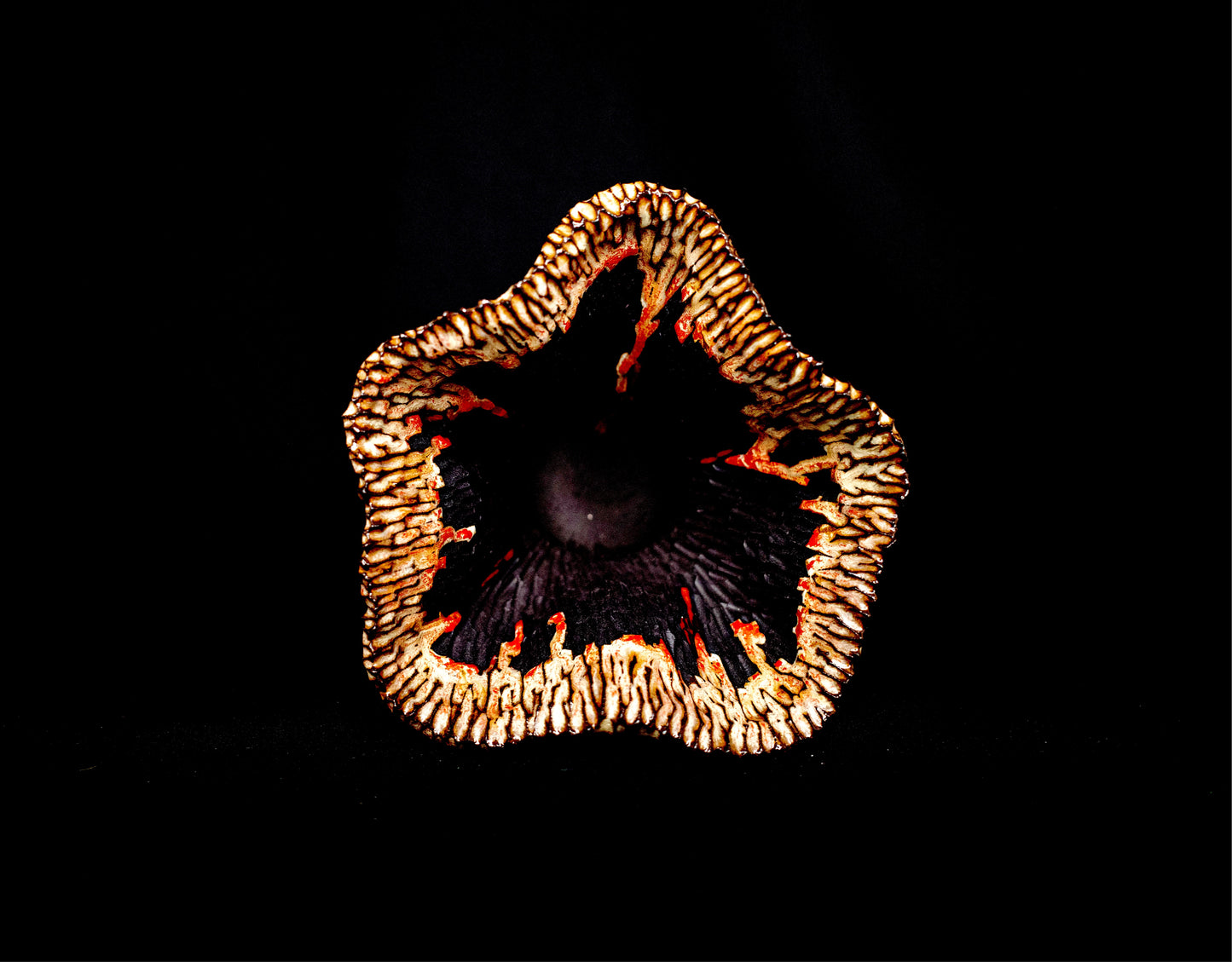 Incised Lateration #004