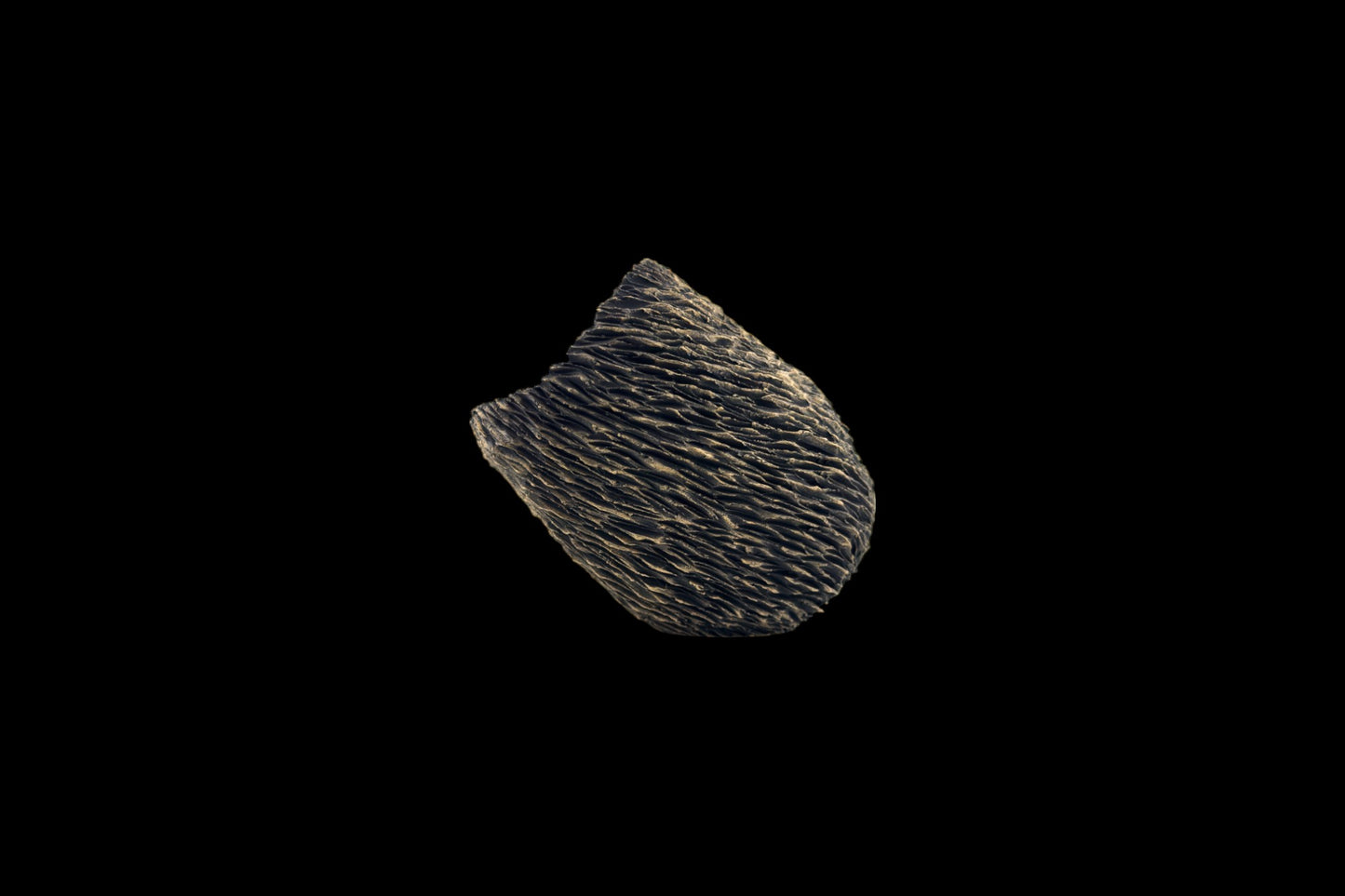 Incised Lateration #104